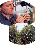 Crop and Food Research
