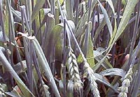 damaged wheat crop